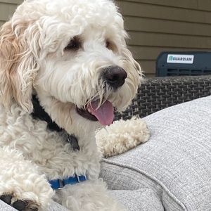 Meet your Posher, Dina